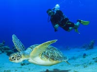 Diving in Samana Dominican Republic.