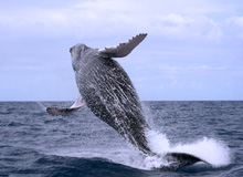Whale Watching Tour from the Samana port.